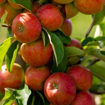 Malus domestica - 'Scarlet Sentinel&trade;' Apple