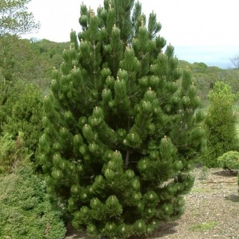 Pinus heldreichii (leucodermis) - 'Satellite' Bosnian Pine