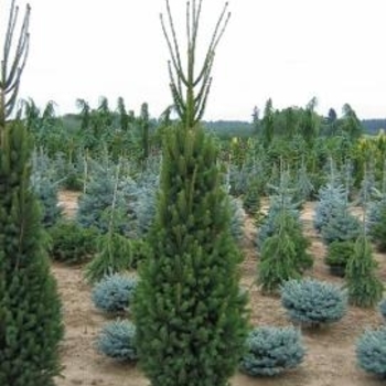 Picea glauca - 'Montrose Spire' White Spruce