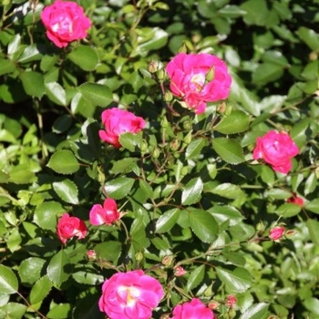 Rosa 'Fuchsia Meidiland' - Fuchsia Mediland Rose