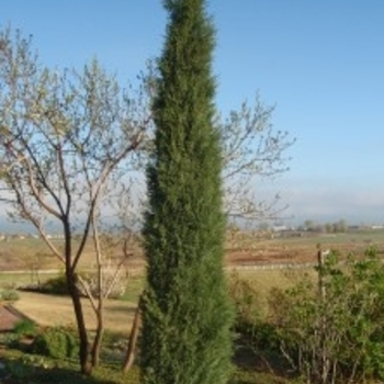 Juniperus scopulorum 'Woodward.' - Woodward Juniper
