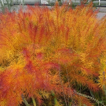 Amsonia hubrichtii - Butterscotch&trade; Bluestar