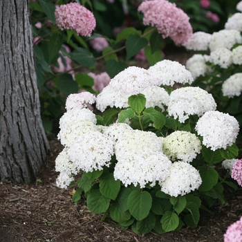 Hydrangea arborescens 'Wee White.' - Invincibelle Wee White Hydrangea