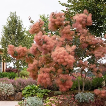 Cotinus - 'Grace' Purple Smoke Tree