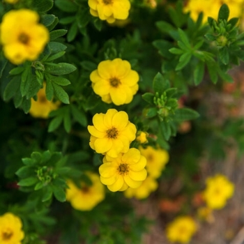 Potentilla fruit. 'Pineapple Tart' - Pineapple Tart Potentilla