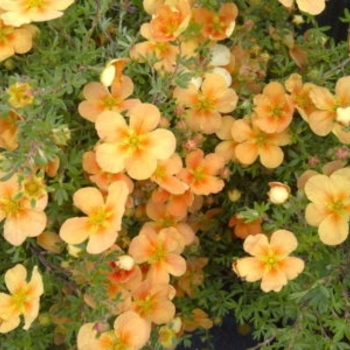 Potentilla fruit. 'Orange Whisper' - Orange Whisper Potentilla