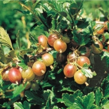 Ribes hirtellum - Hairy Stem Gooseberry