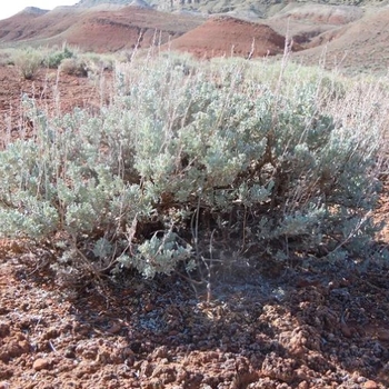 Artemisia tridentata ssp. wyomingensis - Wyoming Big Sagebrush