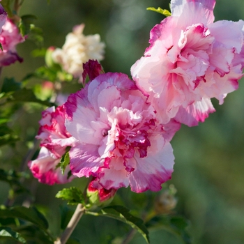 Hibiscus syriacus - 'Danica' Rose of Sharon