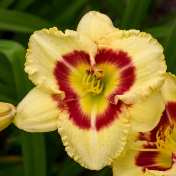 Hemerocallis 'Monterey Jack' - Monterey Jack Daylily