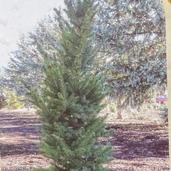 Picea glauca 'Polaris-Northern Star' - Polaris-Northern Star White Spruce