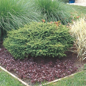 Picea abies 'Nest Select' - Nest Select Dwarf Nest Spruce