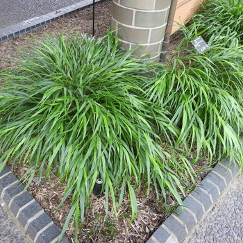 Hakonechloa macra 'Beni Kaze' - Beni Kaze Japanese Forest Grass