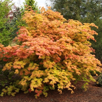 Acer shirasawanum - Autumn Moon Japanese Maple
