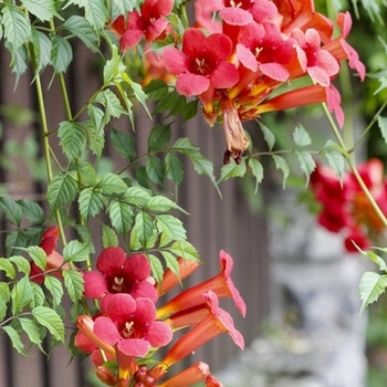 Campsis radicans - 'Flamenco' Trumpet Vine