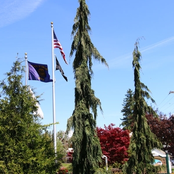 Chamaecyparis nootkatensis - Green Arrow Alaskan Cedar