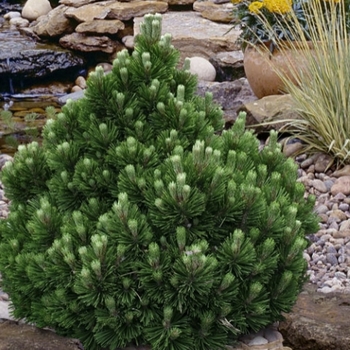 Pinus leucodermis 'Banderica' - Banderica Dwarf Bosnian Pine