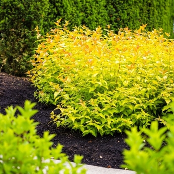 Diervilla sessilifolia 'Bocofire' - Firefly&trade; Bush Honeysuckle