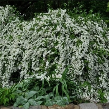 Philadelphus x virginalis 'Dwarf Snowflake' - Miniature Snowflake Mock Orange