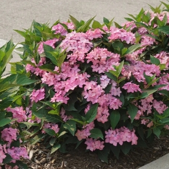 Hydrangea macrophylla × serrata - Let's Dance Can Do Hydrangea