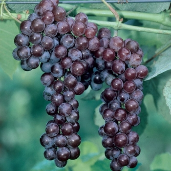 Vitis - 'St. Theresa Seedless' Grape