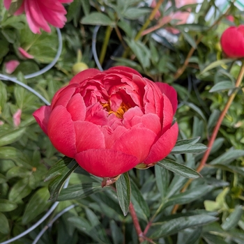 Paeonia 'Raspberry Charm' - Raspberry Charm Peony