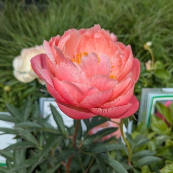 Paeonia lactiflora 'Coral Charm' - Coral Charm Peony