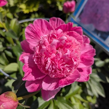 Paeonia Geraldine - Geraldine Peony