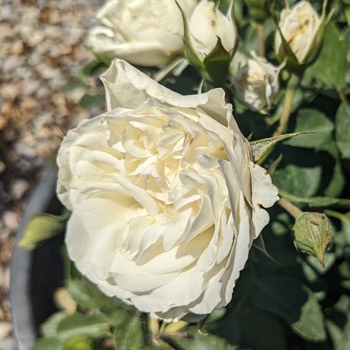 Rosa 'White Meidiland' - White Meidiland Rose