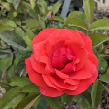 Rosa floribunda 'Living Easy' - Living Easy Hardy Shrub Rose