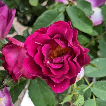 Rosa 'Stormy Weather' - Stormy Weather Climbing Rose