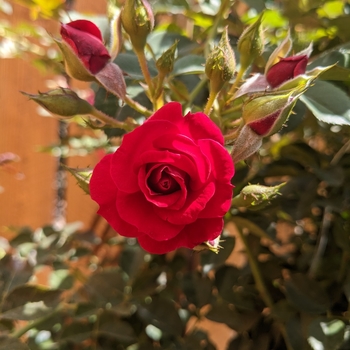 Rosa 'Blaze' - Blaze Improved Climbing Rose