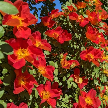 Rosa foetida 'Bicolor' - Austrian Copper Bicolor Rose