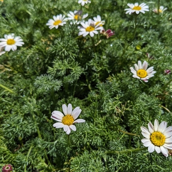 Anacyclus depressus - Spring Carpet Mount Atlas Daisy