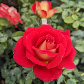 Rosa - Ketchup & Mustard Floribunda Rose