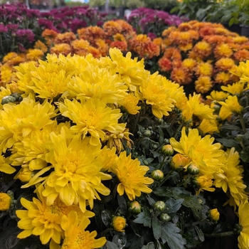 Chrysanthemum grandiflorum - Assorted Fall Mums