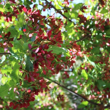Acer tataricum 'GarAnn' - Hot Wings® Tatarian Maple