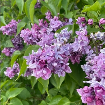 Syringa vulgaris 'Katherine Havemyer' - Katherine Havemyer Lilac