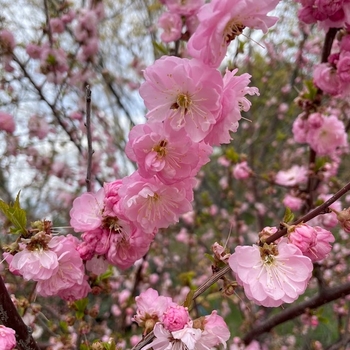 Prunus glandulosa 'Rosea' - Pink Flowering Almond