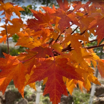 Acer x freemanii 'Sienna' - Sienna Glen® Maple 
