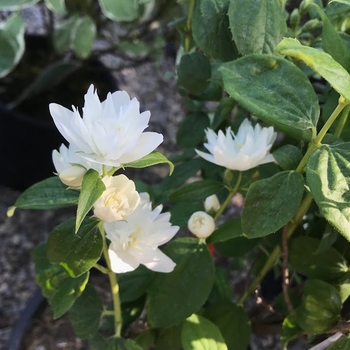 Philadelphus x virginalis 'Dwarf Snowflake' - Miniature Snowflake Mock Orange