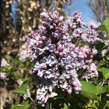 Syringa vulgaris 'President Grevy' - President Grevy Blue Lilac