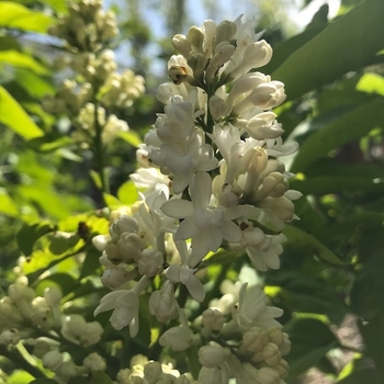 Syringa vulgaris 'Ellen Willmot' - Ellen Wilmot White Lilac