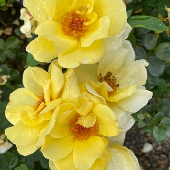 Rosa radsun 'Carefree Sunshine' - Carefree Sunshine Rose