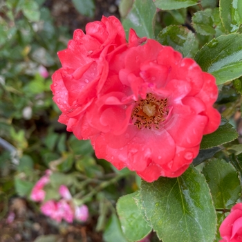 Rosa 'Meidrifora' - Coral Drift Rose