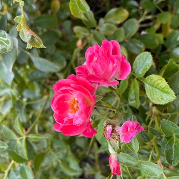 Rosa 'Fuchsia Meidiland' - Fuchsia Mediland Rose