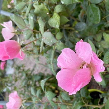 Rosa 'Radyod' - Blushing Knockout Rose