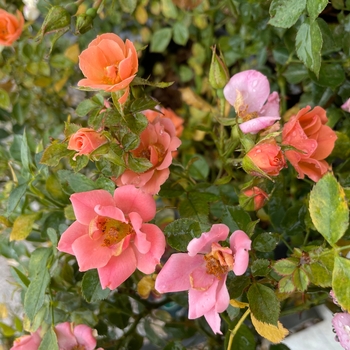 Rosa 'Sunset Happy Trails' - Sunset Happy Trails Rose
