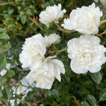 Rosa - 'Sea Foam' Groundcover Rose