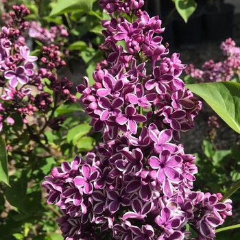 Syringa vulgaris - Sensation Lilac